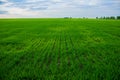 Field with seedlings of wheat against the blue sky. Beautiful agricultural field with lush spring greenery in clear Royalty Free Stock Photo