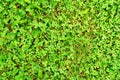 Close up of a Field of Shamrock