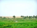 Field by the Shatt al-Arab River in Basra Royalty Free Stock Photo