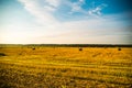 Field with sheaves, hay bales after harvesting, blue sky, landscape, nature Royalty Free Stock Photo