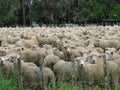 Field of sheep Royalty Free Stock Photo