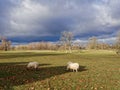 Field of Sheep. Green pastures in England.