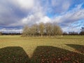 Field of Sheep. Green pastures in England.