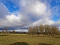 Field of Sheep. Green pastures in England.