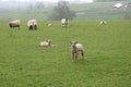 A field of sheep during lambing season in the UK Royalty Free Stock Photo