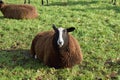 A big  brown  woolly sheep relaxing in a field and curiously looking at the camera Royalty Free Stock Photo