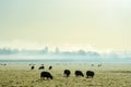 A field of sheep silhouetted against the early morning sun. Grazing in a field on a beautiful misty morning. Royalty Free Stock Photo