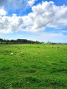 A Field sheep, Royalty Free Stock Photo