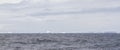 Field of shelf ice in Antarctica