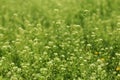 Field of the shepherd`s purse plant - Capsella bursa-pastoris