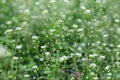 Field of the shepherd`s purse plant - Capsella bursa-pastoris