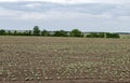 Field with shoots of sunflower