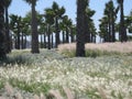 Field with sift in corniche essaouira