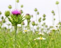 Field with Silybum marianum