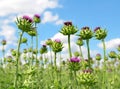 Field with Silybum marianum Royalty Free Stock Photo