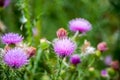 Field with Silybum marianum (Milk Thistle).