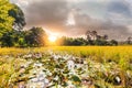 Field and sky in golden hours and lotus in pond Royalty Free Stock Photo