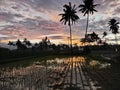 Field sky sunset sky view coconuttree