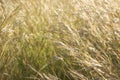 Field of slender wild oat in the sunset. Avena Barbata Pott ex Link Royalty Free Stock Photo