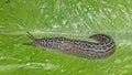 Field slug, gastropod Royalty Free Stock Photo