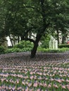 Field of small american flags displayed on the honor and memory of veterans memorial day war Royalty Free Stock Photo