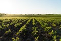 A field with small soybean plants. Beautiful organic soybean field