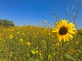 Field of Small Sunflowers in early summer