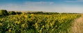 small sunflowers and villages on the horizon