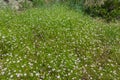 A field of small white flowers on Arbuzynsky canyon near the Trykraty village, on the Arbuzynka river in the Voznesenskyi region o Royalty Free Stock Photo