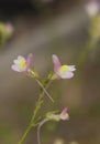 Field of Small Wildflowers in East Texas Royalty Free Stock Photo