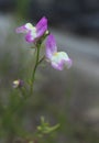 Field of Small Wildflowers in East Texas With Insects Royalty Free Stock Photo