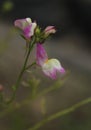 Field of Small Wildflowers in East Texas With Insects Royalty Free Stock Photo