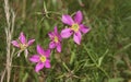 Field of Small Wildflowers in East Texas Royalty Free Stock Photo