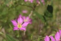 Field of Small Wildflowers in East Texas Royalty Free Stock Photo