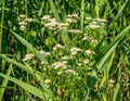 A field with small yellow flowers. Spring landscape with Chamomile flower Royalty Free Stock Photo