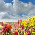 Field with snapdragon and yellow daisy flowers