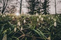 Field with snowdrops