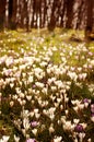 A field of snowdrops