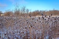 Field of Snowy Thistles