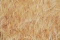 Field of soft golden Barley ears. Royalty Free Stock Photo