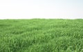 Field of soft grass, perspective view with close-up Royalty Free Stock Photo