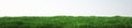 Field of soft grass, perspective view with close-up Royalty Free Stock Photo