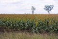 Field of sorghum or millet Royalty Free Stock Photo