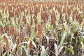 field of sorghum, named also durra, jowari, or milo. Is cultivated for its grain and used for food for animals and humans, and Royalty Free Stock Photo