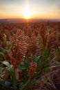 Field of sorghum, named also durra, jowari, or milo. Is cultivated for its grain and used for food for animals and Royalty Free Stock Photo