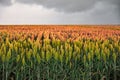 Field of sorghum