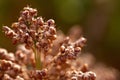 Field of sorghum, named also durra, jowari, or milo. Is cultivated for its grain and used for food for animals and Royalty Free Stock Photo