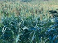 Field with sorghum plantation, stalk similar to corn.