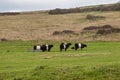 Belted Galloway Cattle in the Sussex Countryside Royalty Free Stock Photo