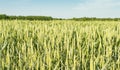 Field sown cereals - wheat Royalty Free Stock Photo